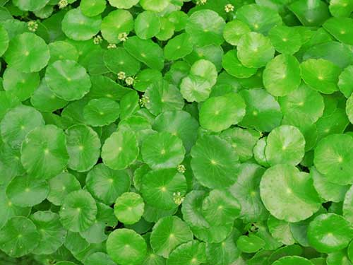 Chiết xuất các hoạt chất saponin từ rau má để trị sẹo